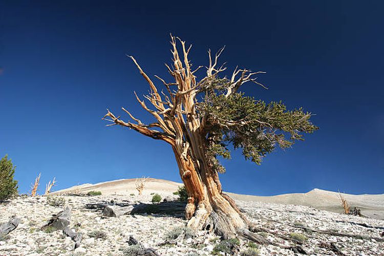 Ilustrasi pohon pinus Bristlecone, salah satu pohon tertua di dunia.