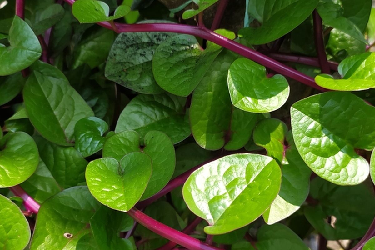 Ilustrasi tanaman binahong (Anredera cordifolia).