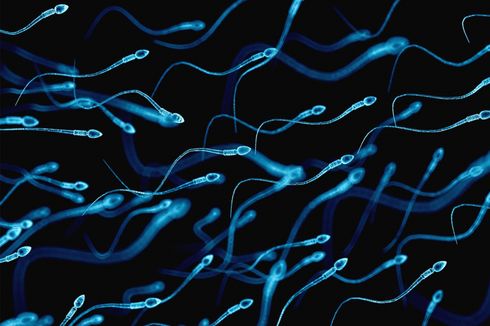 Keguguran Berkali-kali Bisa Disebabkan oleh Sperma yang Rusak