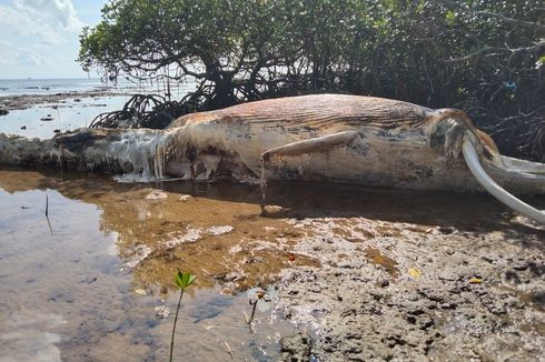 Bangkai Paus Terdampar di Pulau Masakambing Sumenep, Ditemukan karena Bau Menyengat