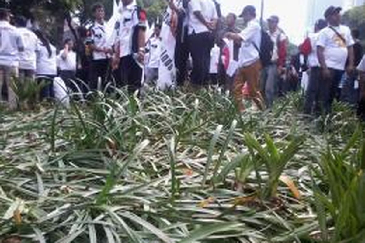 Rumput dan tanaman di sepanjang Jalan Imam Bonjol, mulai Bundaran Taman Suropati hingga di depan kantor KPU, Menteng, Jakarta Pusat, Selasa (20/5/20114) siang, rusak.
