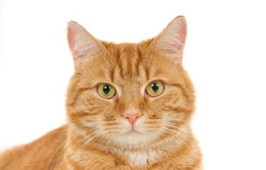 Ilustrasi kucing oranye ataub oren. Benarkah kucin oren punya sifat nakal?