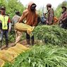10.000 Tanaman Ganja Ditemukan Lagi di Lereng Semeru