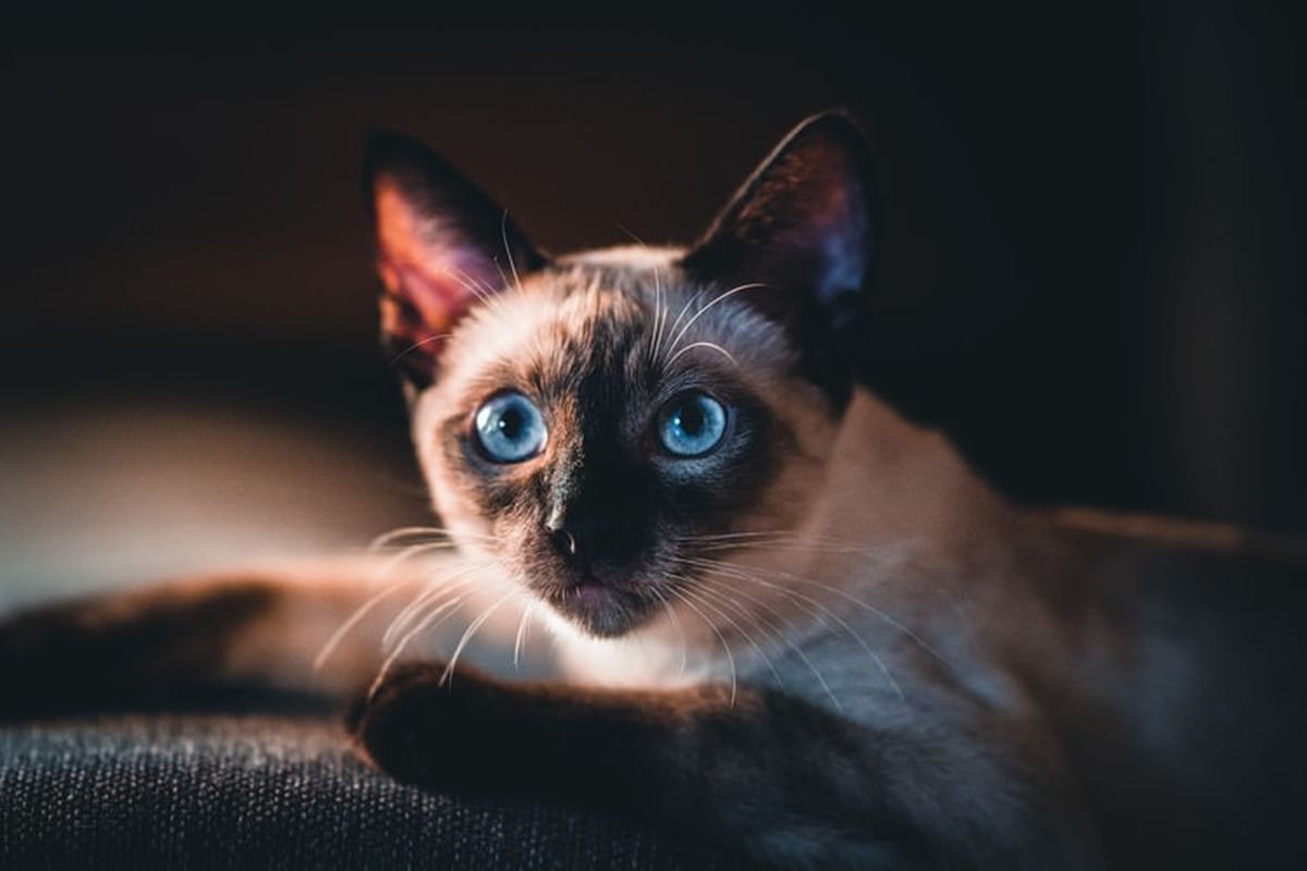 Ilustrasi kucing mata biru