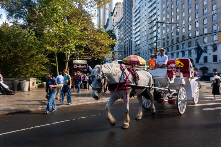 Tradisi Kereta Kuda 150 Tahun di New York Segera Diakhiri, Ini Alasannya