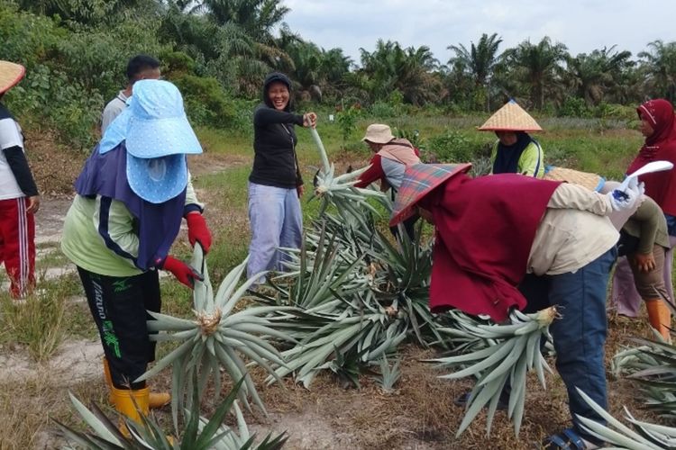 Belajar dari Petani Perempuan di Siak, Pulihkan Hutan dengan Tanaman Nanas di Gambut yang Rusak Akibat Kebakaran
