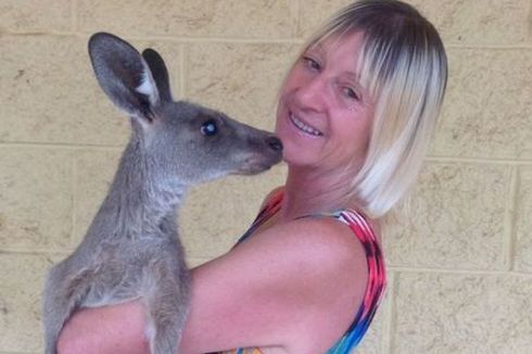 Kanguru Liar Mengamuk, Serang dan Lukai Dua Orang di Australia
