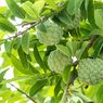 Membuat Pestisida Nabati Daun Srikaya, Basmi Kutu Daun dan Kumbang