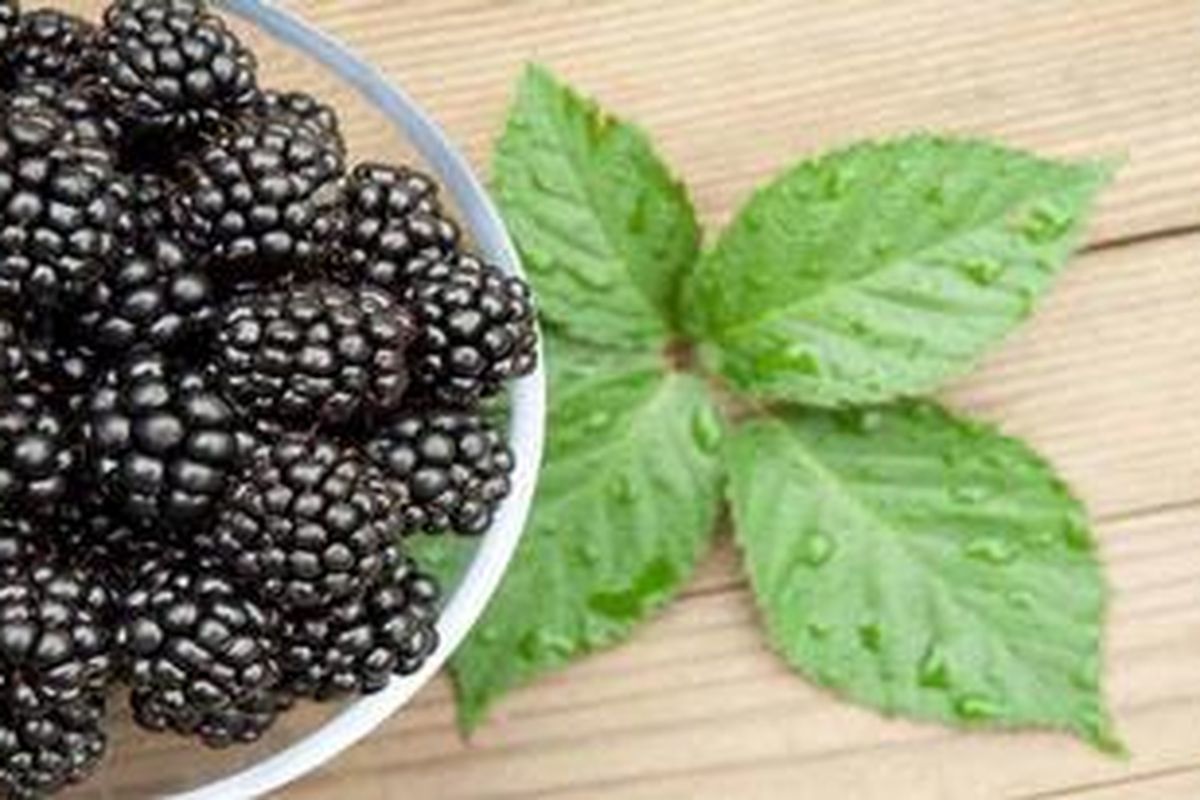 Ilustrasi buah berry hitam