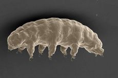 Hibernasi di Suhu Ekstrem, Apakah Tardigrade Akan Menua? 