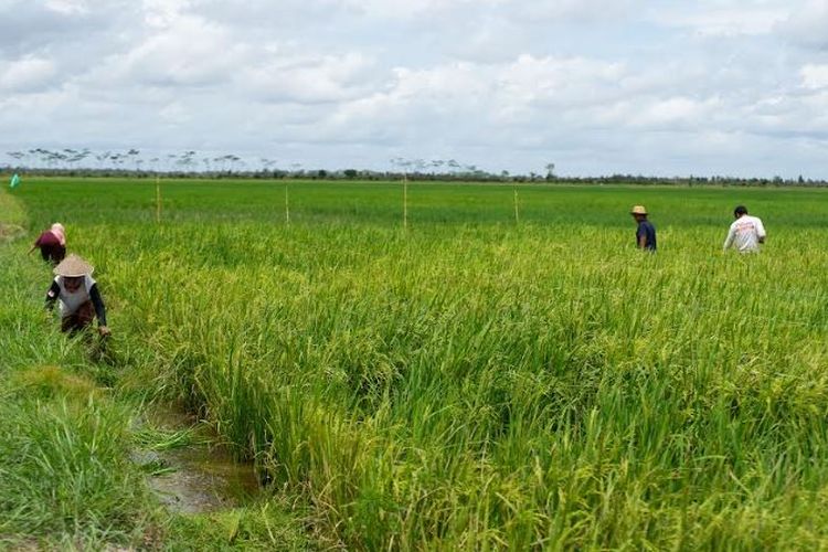 Ilustrasi sawah.