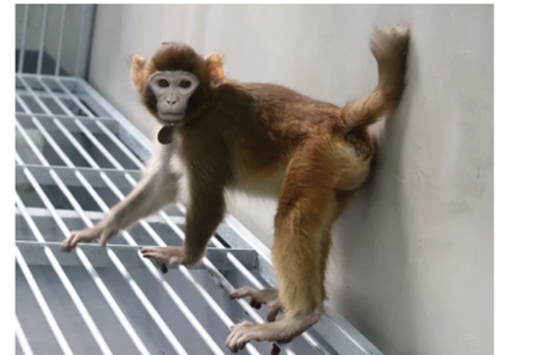Monyet rhesus hasil kloning dari peneliti China yang diberi nama Retro dalam kondisi baik dan telah hidup lebih dari 3 tahun.