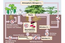 Bagaimana Cara Organisme Memperoleh Nitrogen?