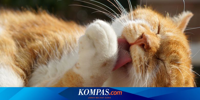 8 Jenis Suara Kucing dan Artinya yang Perlu Diketahui