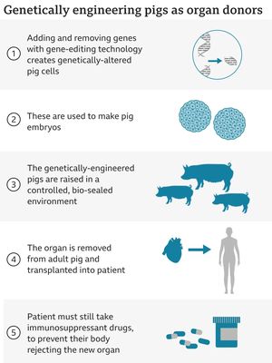 Para ilmuwan melakukan manipulasi genetik pada babi yang jantungnya digunakan untuk transplantasi, sehingga tidak akan ditolak oleh tubuhnya.