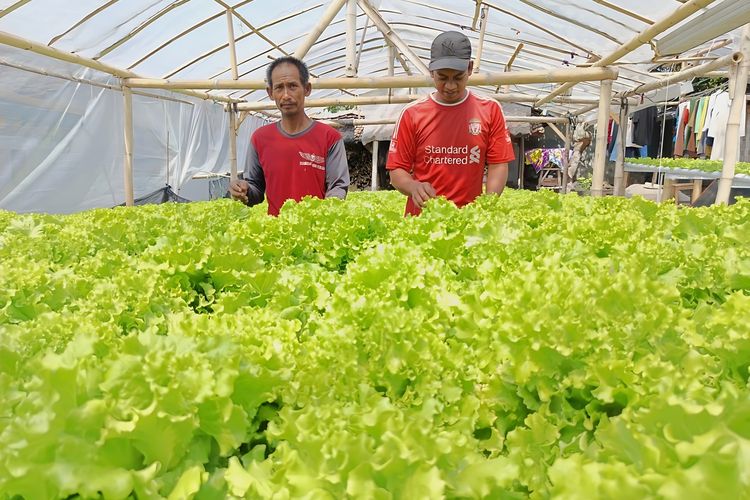 Bermodal Rp 200.000, Lulusan SMK di Magetan Sukses Kembangkan 1.400 Lubang Tanam Hidroponik