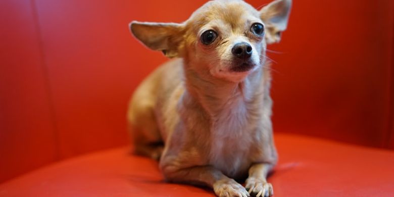 Berapa Lama Usia Hidup Anjing Chihuahua Ini Penjelasannya Halaman All Kompas Com Berapa Lama Usia Hidup Anjing Chihuahua Ini Penjelasannya Halaman All Kompas Com