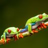 Ingin Memelihara Katak? Ketahui Dulu Hal Ini