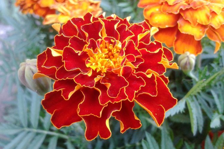 Ilustrasi bunga french marigold
