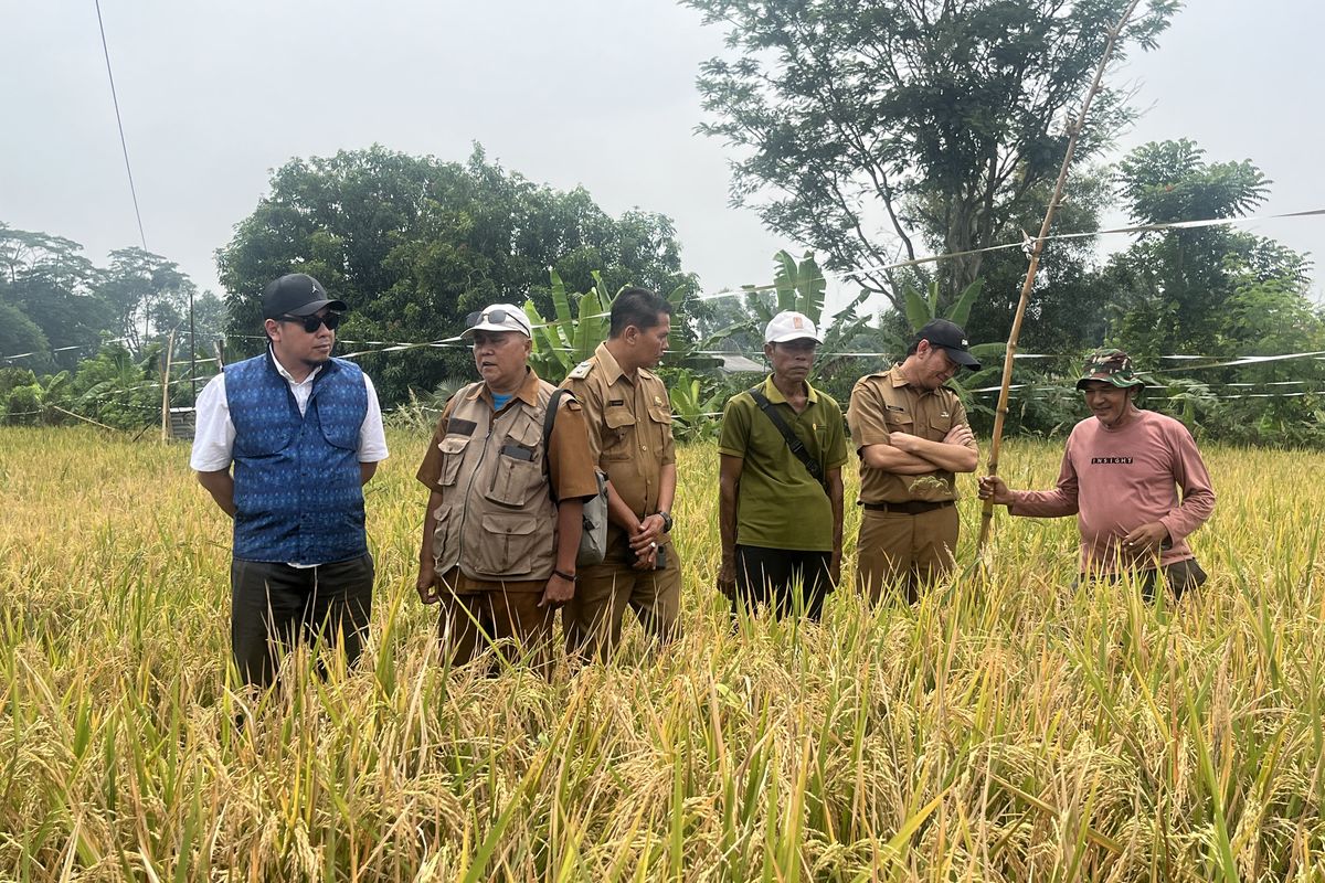 Dukung Ketahanan Pangan, PT PII Dampingi Petani Karawang Tanam Bibit Unggul