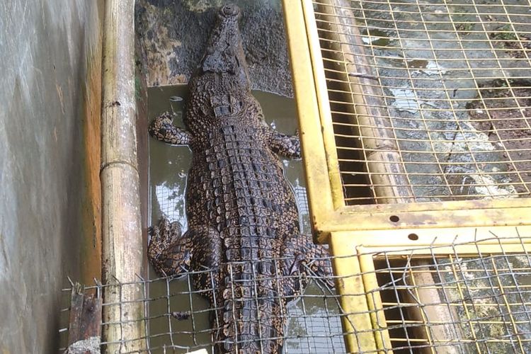 Seekor buaya muara dimasukkan ke dalam kandang di Desa Buddan, Kecamatan Tanah Merah, Kabupaten Bangkalan, Rabu (23/4/2025). 