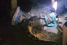 Teror Buaya di Bone, Berkeliaran di Pemukiman Penduduk Saat Malam Hari