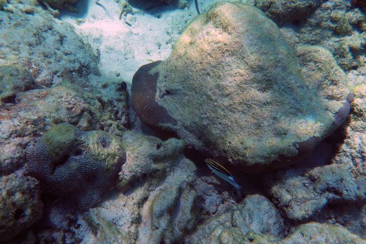 PHOTO:Terumbu karang yang rusak di Taman Nasional Perairan Laut Sawu di NTT yang rusak, membentuk gundukan memanjang sejajar garis pantai