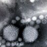 Studi: Virus Flu Musiman Mungkin Sudah Ada Sebelum Manusia Modern