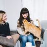 7 Cara Kucing Menunjukkan Kasih Sayang pada Pemiliknya 