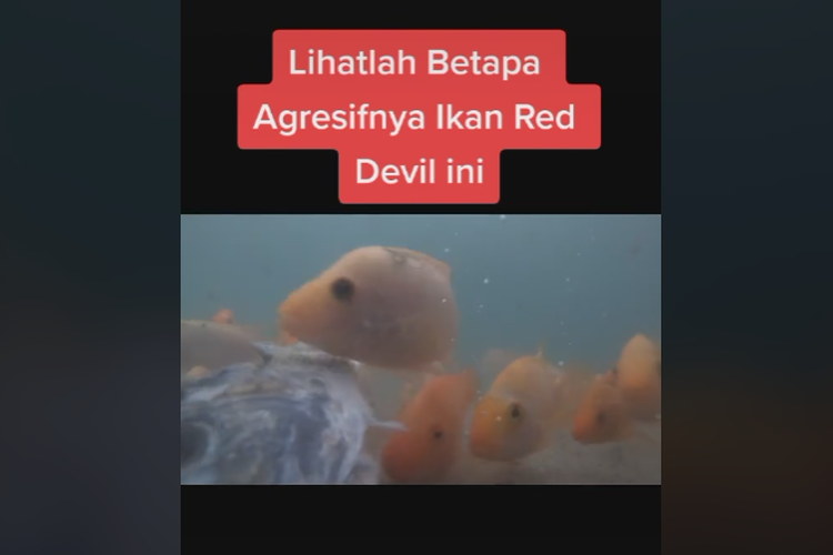 Ikan red devil di Danau Toba