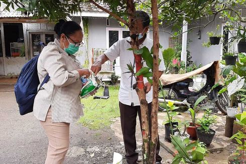 Teror Semut di Banyumas, Ahli Entomologi: Tidak Suka Gula, tapi Karnivora