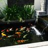 5 Fungsi Tanaman Air pada Kolam Ikan