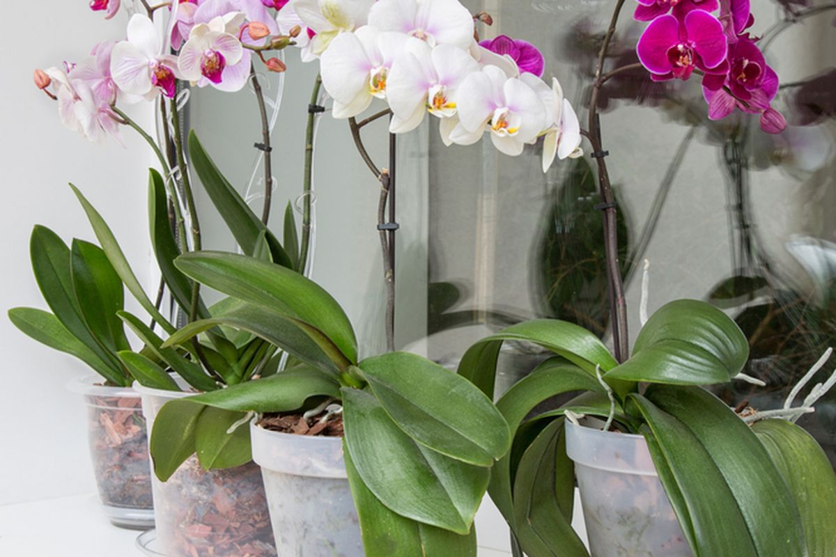 Ilustrasi tanaman anggrek di pot. 