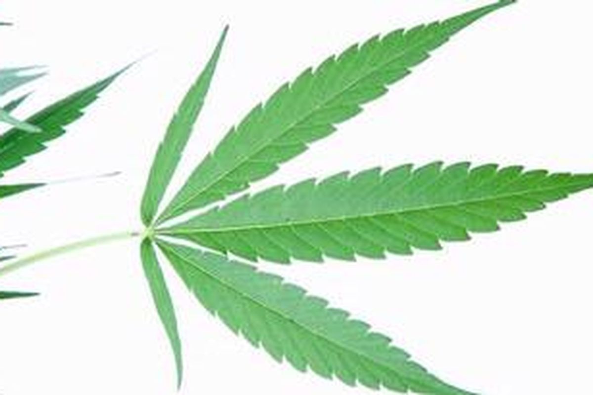 Daun ganja.