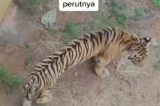 Video Viral Harimau Sumatera Kurus di Kebun Binatang, Perutnya Terlihat Kempis
