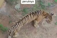 BKSDA: Harimau Sumatera Bernama Baksi Itu Tidak Kurus, Tidak Kekurangan Gizi