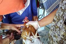 Belasan Ayam di Bogor Mati Mendadak, Warga Khawatir
