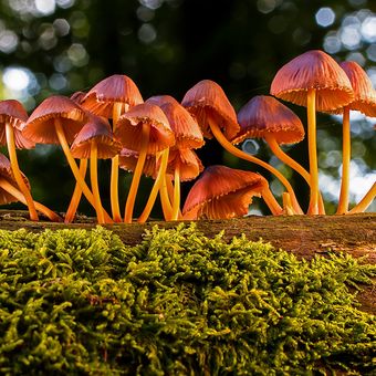 Ilustrasi jamur yang tumbuh liar di batang pohon. 