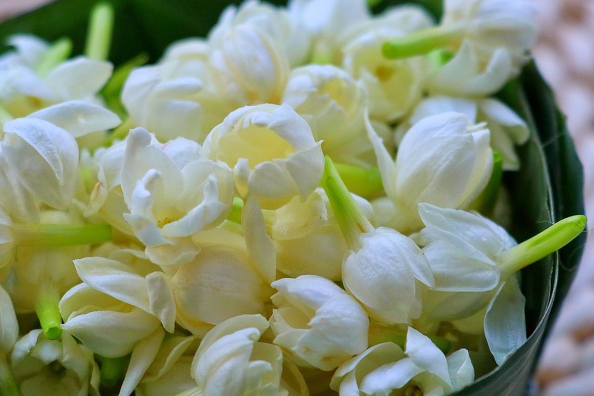 Bunga melati yang sudah dipanen