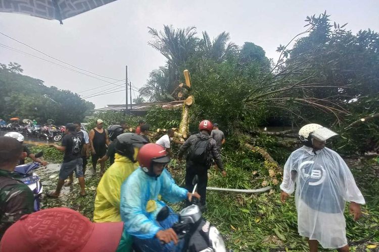 Sebuah pohon mangga di kawasan Jalan Wolter Monginsidi di Kelurahan Lateri, kecamatan Baguala, Ambon tumbang saat hujan deras dan angin kencang menerjang wilayah tersebut, Kamis (1/12/2022)