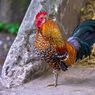 Kenapa Ayam Jantan Berkokok di Pagi Hari? 