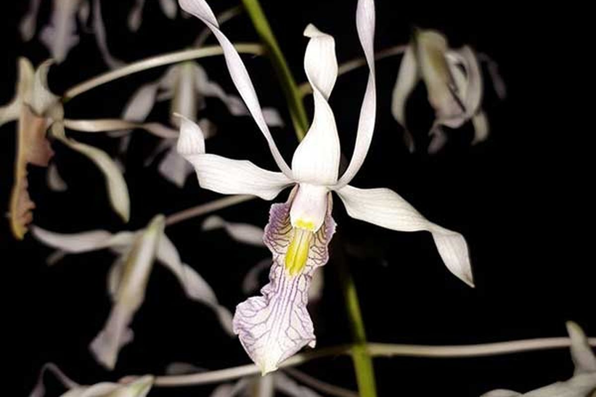 Anggrek Dendrobium Nagataksaka endemik Papua. Dok.LIPI