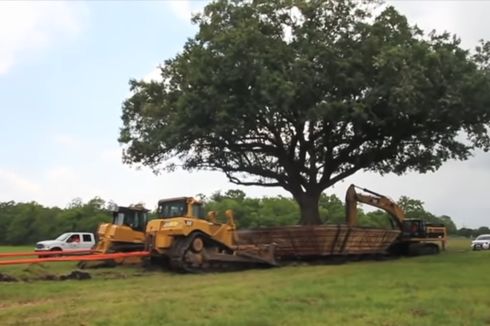 Kisah Sukses Kota League di Texas Pindahkan Pohon Tua, Dapatkah Jakarta Menirunya?