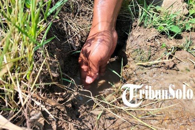 Sumber air kecil yang tidak sengaja ditemukan oleh warga Desa Tanggan, Kecamatan Gesi, Kabupaten Sragen saat mencari rumput, ditengah kondisi kekeringan, Sabtu (26/8/2023).