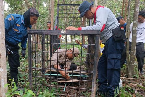 Harimau Sumatera Dilaporkan Masuk Wilayah Kota Siak Riau