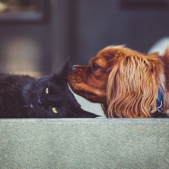 Kucing dan anjing