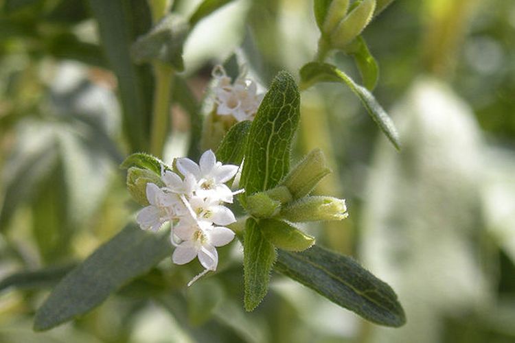 Tanaman Stevia rebaudiana