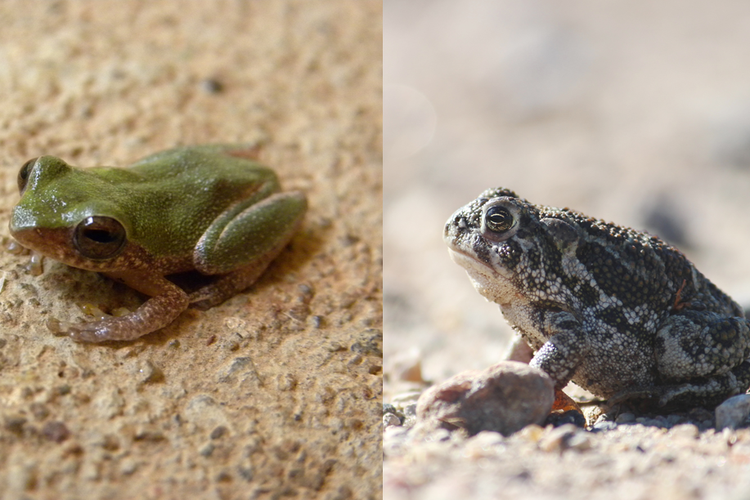 Terlihat Mirip, Berikut 4 Ciri yang Membedakan Katak dan Kodok