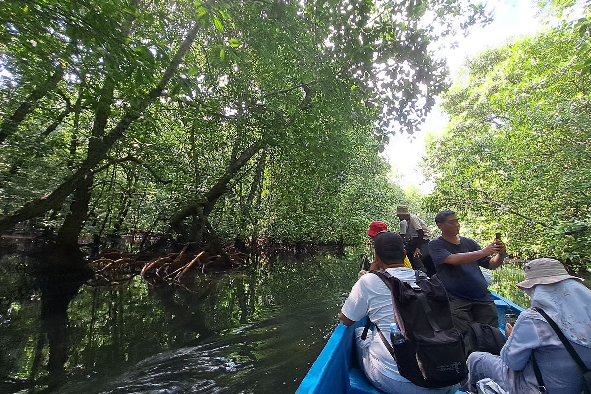 Menyusuri hutan mangrove di Pantau Pancora, Halmahera Barat, Kamis (29/5/2025)