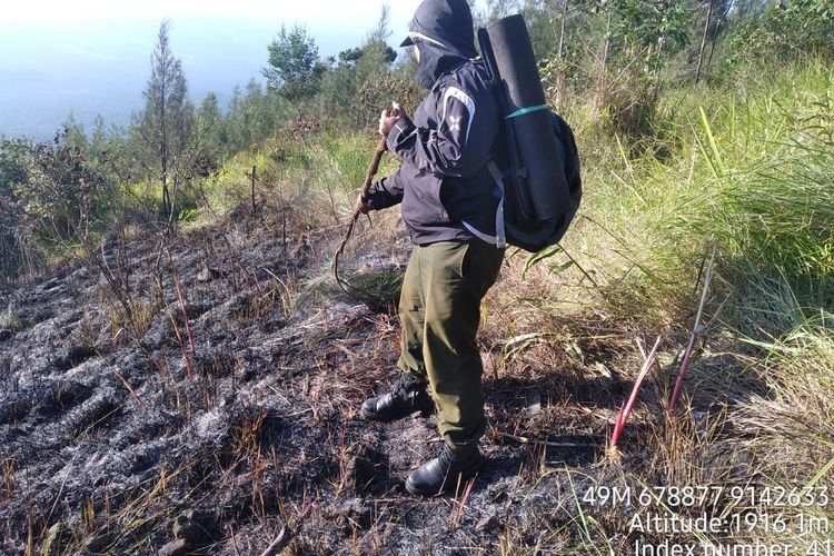 Petugas UPT Tahura Raden Soerjo melakukan proses recovery hutan pasca terjadinya kebakaran Kamis (25/5/2023).